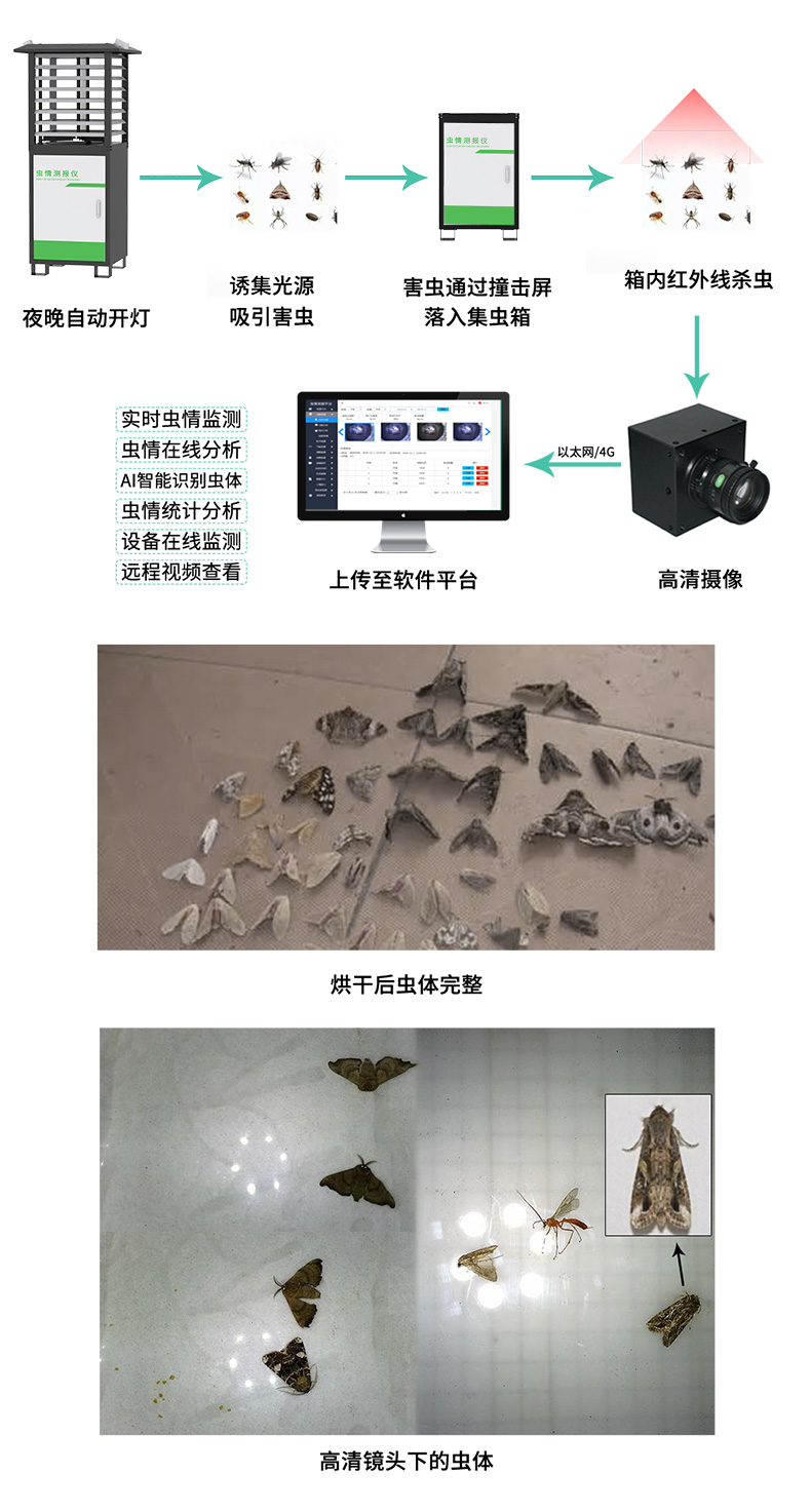 虫情经济版PLUS_05.jpg